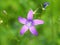 Purple flower of Spreading bellflower