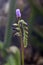 Purple flower stem of a sundew plant