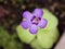 purple flower succulent plant Pinguicula moranensis ,Tina, grandiflora ,Mexican Butterworts Carnivorous