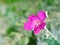 Purple flower Texas sage Leucophyllum frutescens ,Eremophila nivea silky ,Figworts in garden with soft selective focus for pretty