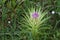 Purple Flower on a Thistle