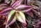 Purple flower Tradescantia zebrina, houseplant