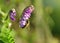 Purple flower Tufted Vetch  Vicia cracca  with bee close up.