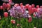 Purple Flower up close with Pink Tulips in the garden