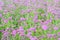 Purple flower, Verbena flower field