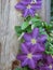 Purple Flower vine on fence post