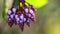 Purple flower with water drops