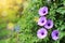 Purple flower which Thai people called cracker plant known as weed and herb with rays of sunlight and bokeh