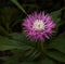 Purple flower. Wild Aster. Prickly flower. A fluffy lilac flower