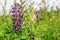Purple flower Willow-herb (Ivan tea)