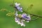 Purple, flower of Wishing tree, cassia bakeriana