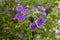 Purple flower with yellow stamen in the garden, Solanum rantonnetii in the Solanaceae family.