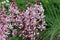 Purple flowered dittany flower spikes