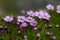 Purple flowered moss campion, Silene acaulis