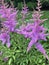 Purple flowered Plants growing outdoors in summer