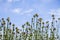 Purple flowered Thistle against a blue sky background, California