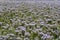 Purple flowerfield in Hungary