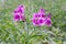 Purple flowering alstroemeria in Dutch greenhouse