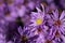 Purple flowering asters are wetted with water drops after the rain