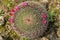 Purple flowering Barrel cactus, California