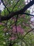 Purple flowering blossoms on tree background