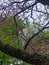 Purple flowering blossoms on tree background