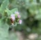 purple flowering buds on a tree, visited by a bee