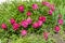 Purple flowering bush peonies