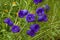 Purple flowering campanula medium or canterbury bells in garden