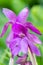 Purple flowering Ginger orchid, Roscoea humeana, flower in close-up