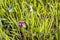 Purple flowering Glechoma hederacea plant between long blades of grass