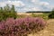 The purple flowering heather in the beautiful `Veluwe` landscape