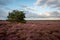 The purple flowering heather in the beautiful `Veluwe` landscape
