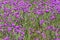 Purple flowering herbal meadow, Australian spring season nature background