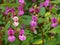 Purple flowering Impatiens fall season nature background