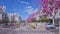 Purple flowering Judas trees on sidewalk