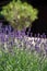 Purple flowering lavender with blurred tree in the background
