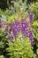 Purple flowering Lobelia plant in herbaceous border of English Garden.