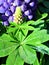 Purple Flowering Lupinus - Fabaceae Family V