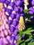 Purple Flowering Lupinus - Fabaceae Family VI