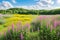 a purple flowering marsh or marsh hedge.