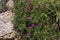 Purple flowering pigface carpobrotus glaucescens