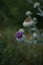 Purple flowering plant Cotton thistle, Scotch or Scottish thistle