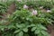 Purple flowering potato plants