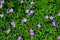 Purple flowering purple rock cress  Aubrieta deltoidea