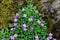 Purple flowering purple rock cress  Aubrieta deltoidea