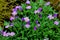 Purple flowering purple rock cress  Aubrieta deltoidea