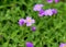 Purple flowering purple rock cress  Aubrieta deltoidea