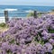 Purple flowering shrubs with fence and ocean and boat in background