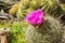 Purple flowering small barrel cactus, California